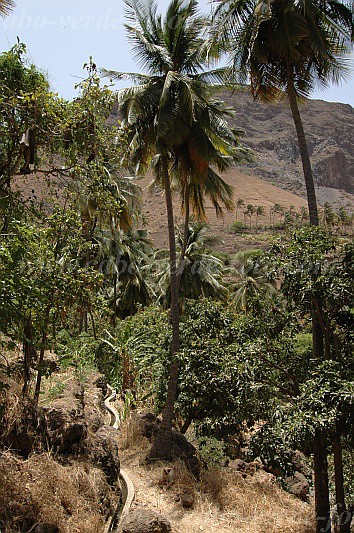 Santiago : Tabugal : irrigated agriculture : Landscape AgricultureCabo Verde Foto Gallery