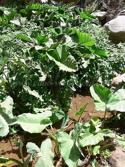 Santiago : Tabugal : inham : Nature PlantsCabo Verde Foto Gallery