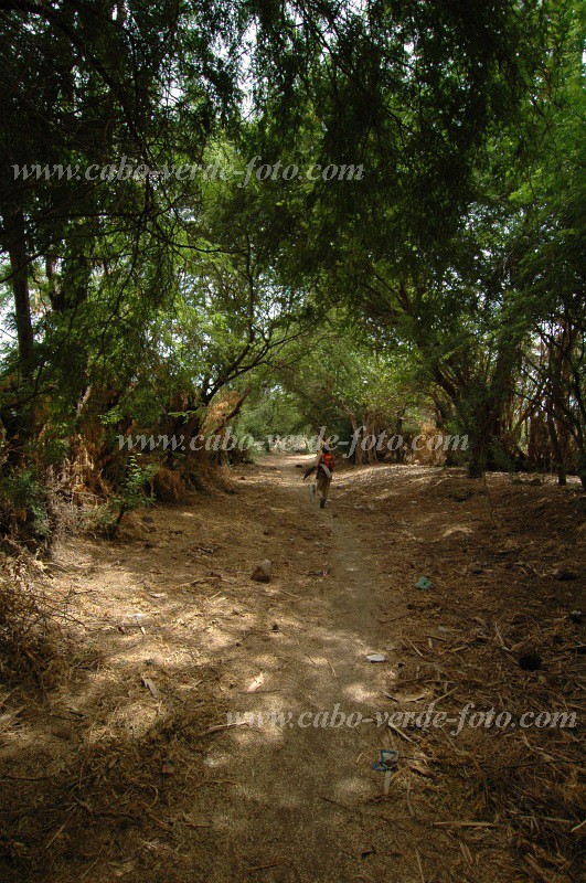 Santiago : Calheta : hiking trail : Landscape ForestCabo Verde Foto Gallery