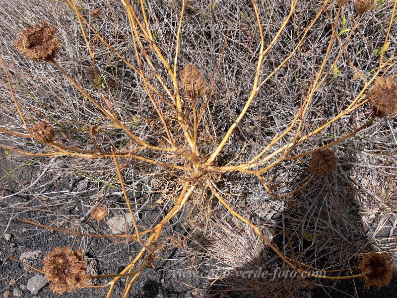 Fogo : Bordeira : endemic vegetation : Nature PlantsCabo Verde Foto Gallery