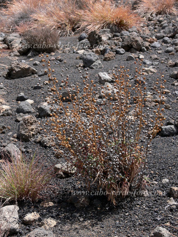 Fogo : Bordeira : endemic vegetation : Nature PlantsCabo Verde Foto Gallery