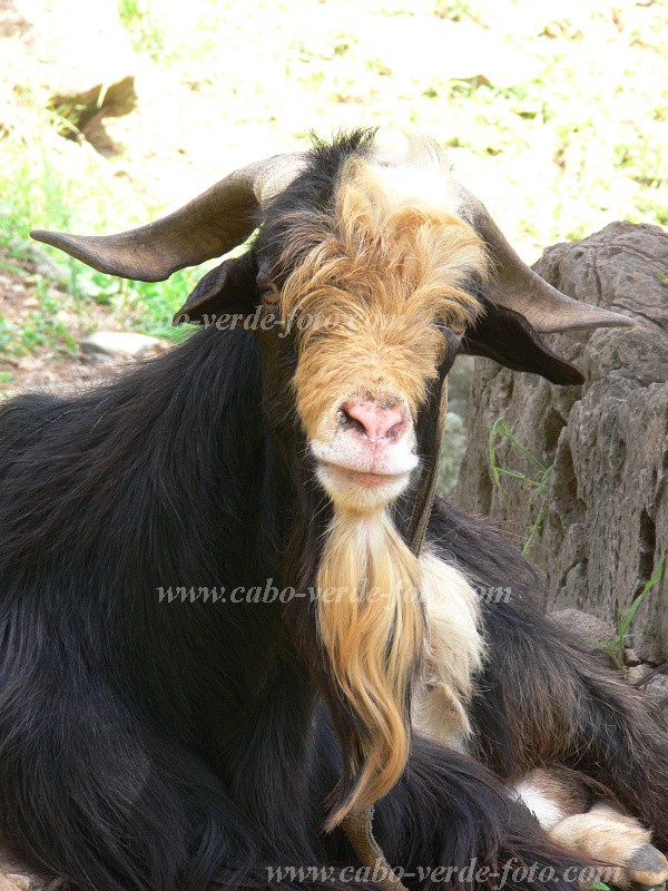 Santo Anto : Cova de Pal : billy goat  : Nature AnimalsCabo Verde Foto Gallery