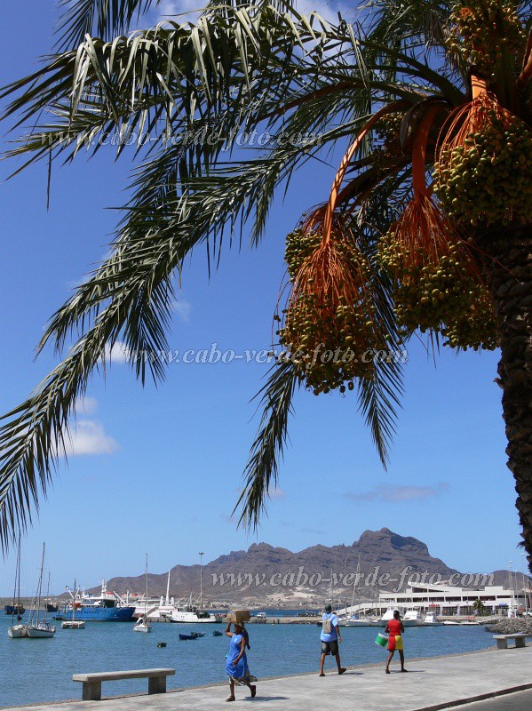So Vicente : Mindelo : palm tree : Landscape SeaCabo Verde Foto Gallery