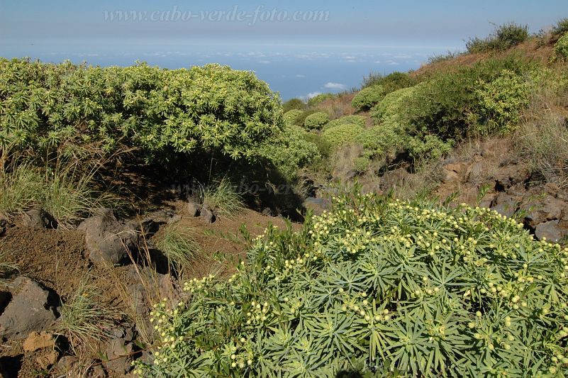 Insel: Fogo  Wanderweg:  Ort: Montinho Motiv: Tortolho euphorbia tuckeyana Motivgruppe: Nature Plants © Pitt Reitmaier www.Cabo-Verde-Foto.com