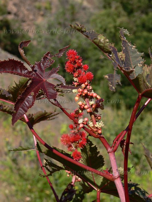 Fogo : Ch das Caldeiras : rizinus : Nature PlantsCabo Verde Foto Gallery