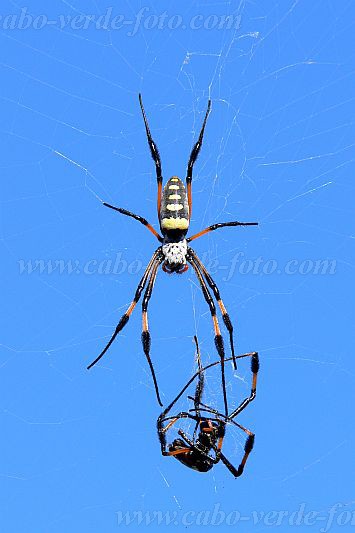 Brava : Vila Nova Sintra : aranha : Nature AnimalsCabo Verde Foto Gallery