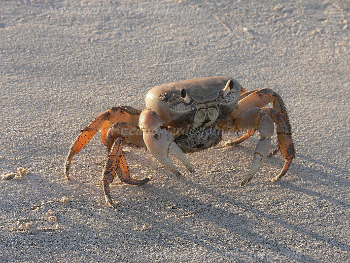 Boa Vista : Vila Sal Rei : african rainbow crab : Nature AnimalsCabo Verde Foto Gallery