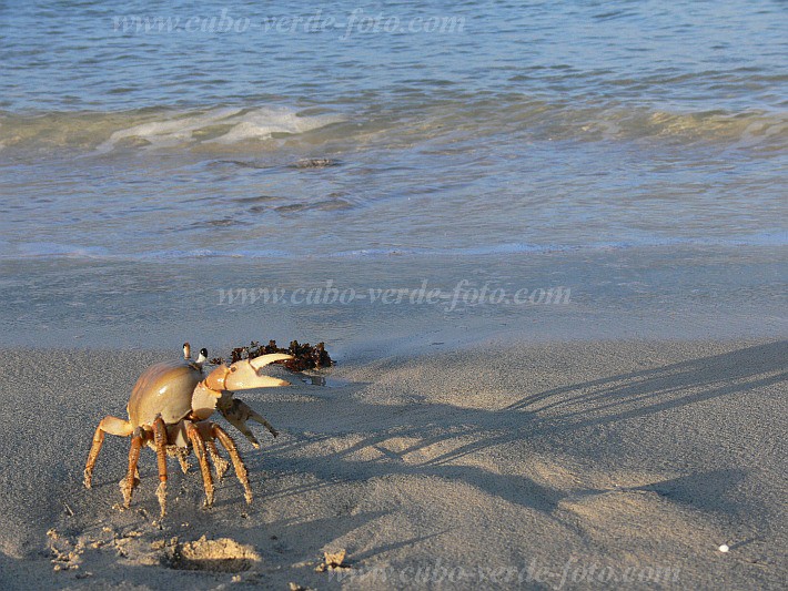 Boa Vista : Vila Sal Rei : african rainbow crab : Nature AnimalsCabo Verde Foto Gallery
