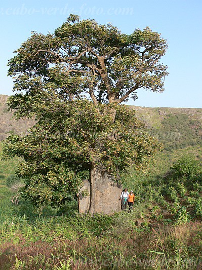 Santiago : Aguas Podres : baobab : Nature PlantsCabo Verde Foto Gallery