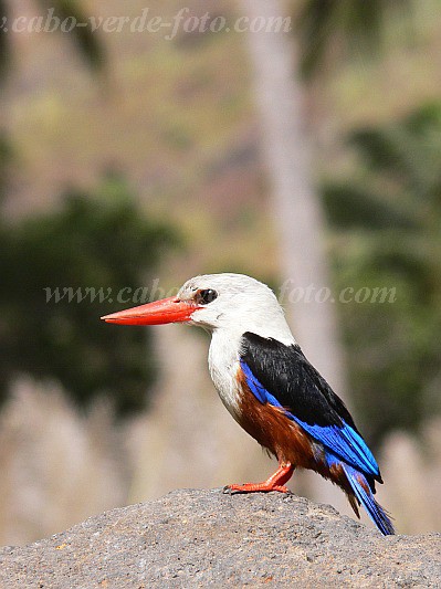 Santiago : Tabugal : grey headed kingfisher : Nature AnimalsCabo Verde Foto Gallery