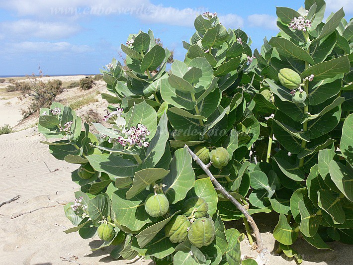 Maio : Calhetinha : bombardeira : Nature PlantsCabo Verde Foto Gallery