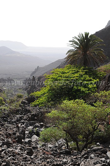 So Vicente : Santa Luzia da Terra : oasis : Landscape MountainCabo Verde Foto Gallery