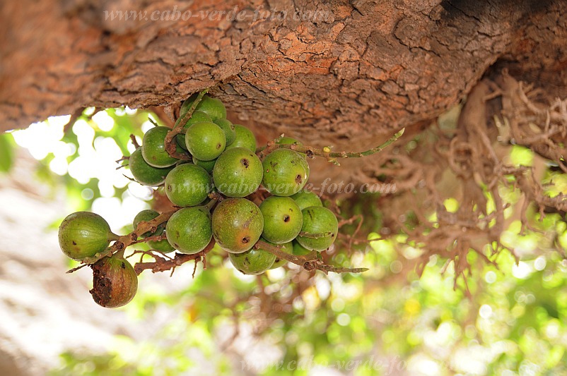So Vicente : Santa Luzia da Terra : figtree : Nature PlantsCabo Verde Foto Gallery