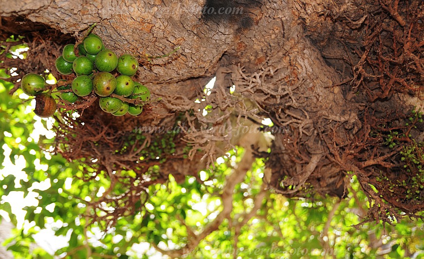 So Vicente : Santa Luzia da Terra : figtree : Nature PlantsCabo Verde Foto Gallery