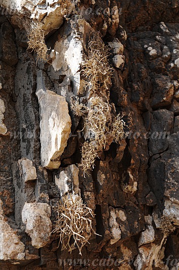 So Vicente : Santa Luzia da Terra : litmus lichen roccella : Nature PlantsCabo Verde Foto Gallery