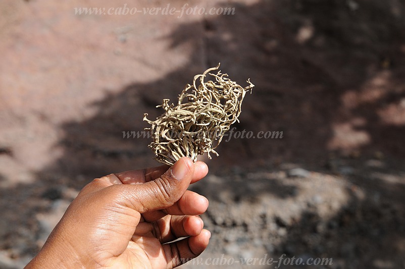 So Vicente : Santa Luzia da Terra : litmus lichen roccella : Nature PlantsCabo Verde Foto Gallery