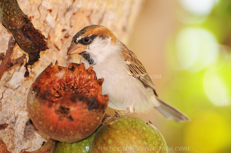 So Vicente : Santa Luzia da Terra : Cape Verde sparrow : Nature AnimalsCabo Verde Foto Gallery