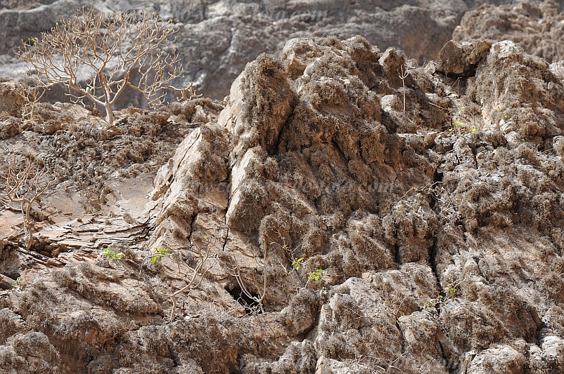 So Vicente : Santa Luzia da Terra : roccella lichen : Nature PlantsCabo Verde Foto Gallery