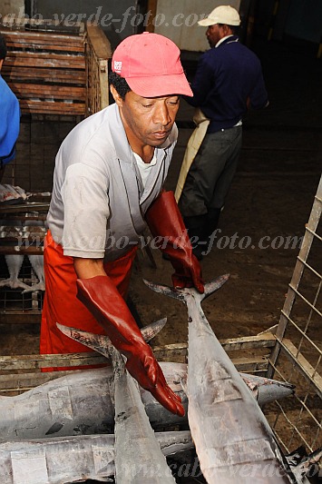 So Vicente : Mindelo Interbase : armazm refrigerao peixe : People WorkCabo Verde Foto Gallery