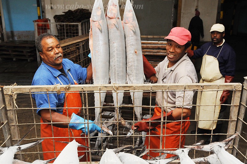 So Vicente : Mindelo Interbase : armazm refrigerao peixe : People WorkCabo Verde Foto Gallery