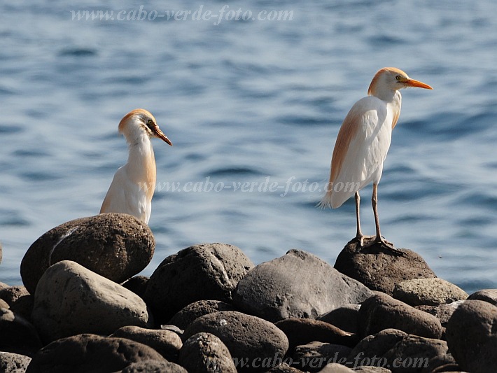 Santo Anto : Tarrafal de Monte Trigo : cattle egret : Nature AnimalsCabo Verde Foto Gallery
