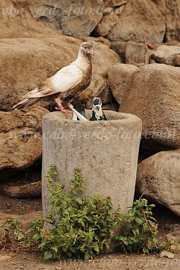 Santo Anto : Tarrafal de Monte Trigo : pigeon : Nature AnimalsCabo Verde Foto Gallery