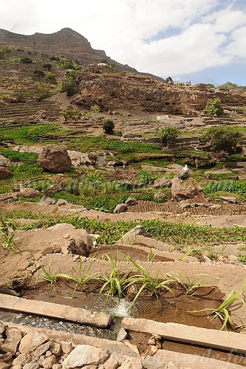 Insel: Santo Anto  Wanderweg:  Ort: Tarrafal de Monte Trigo Motiv: Yamswurzel Motivgruppe: Landscape Agriculture © Pitt Reitmaier www.Cabo-Verde-Foto.com