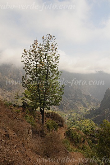 Santo Anto : Pal Ch de Padre de Cima : grevilea : Nature PlantsCabo Verde Foto Gallery
