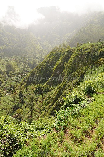 Santo Anto : Paul Ch de Padre : campos agricolas : Landscape AgricultureCabo Verde Foto Gallery