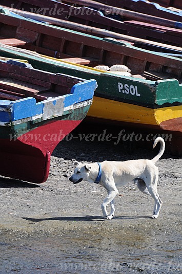 Insel: Santo Anto  Wanderweg: 212 Ort: Ponta do Sol Motiv: Fischerboot Hund Motivgruppe: Nature Animals © Pitt Reitmaier www.Cabo-Verde-Foto.com