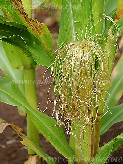 Santo Anto : Lagoa - Linho de Corvo : corn maize : Nature PlantsCabo Verde Foto Gallery