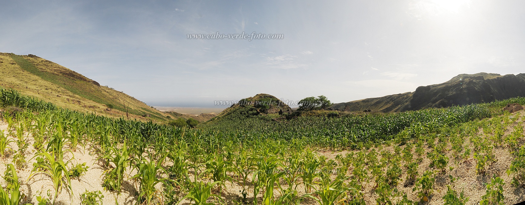 Santo Anto : Tabuleirinho da Tabuga : campo milho : Landscape AgricultureCabo Verde Foto Gallery