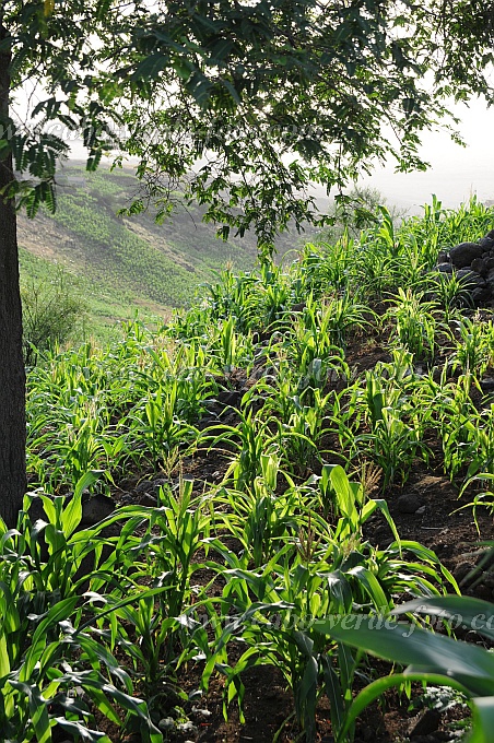 Santo Anto : Tabuleirinho da Tabuga : corn : Landscape AgricultureCabo Verde Foto Gallery