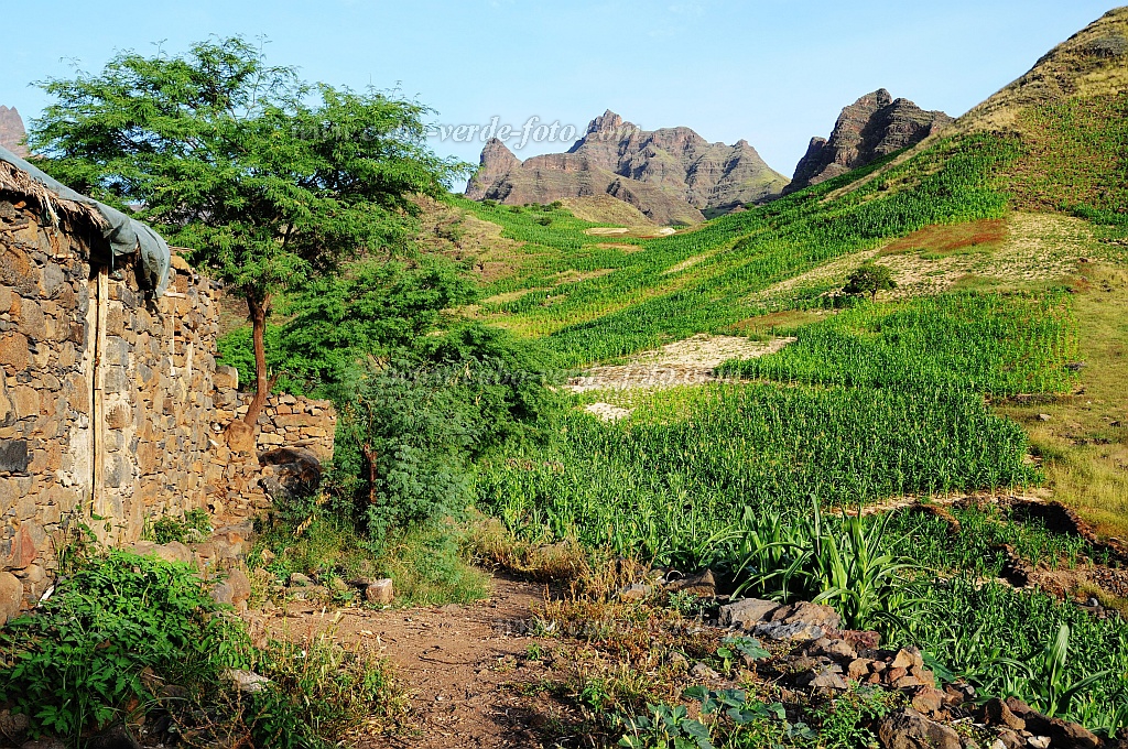 Santo Anto : Tabuleirinho da Tabuga : green landscape : Landscape MountainCabo Verde Foto Gallery