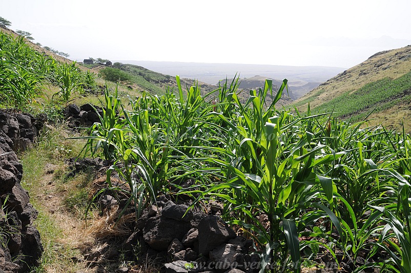 Santo Anto : Tabuleirinho da Tabuga : hiking track : Landscape AgricultureCabo Verde Foto Gallery