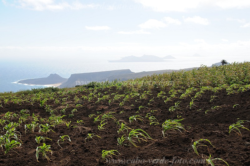 So Vicente : Monte Verde : corn : Landscape AgricultureCabo Verde Foto Gallery