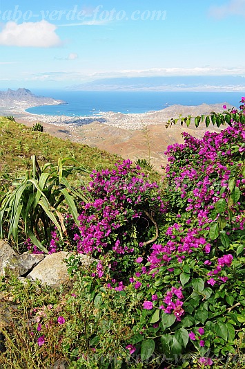 So Vicente : Monte Verde : Bougainvillea : Nature PlantsCabo Verde Foto Gallery