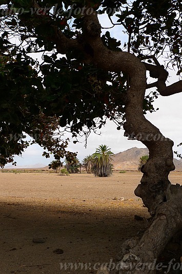 Boa Vista : Fonte Vicente : Oasis : Landscape DesertCabo Verde Foto Gallery