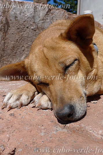 Insel: Santo Anto  Wanderweg: 106a Ort: Pico da Cruz Lombo Vermelho Motiv: Hund Motivgruppe: Nature Animals © Pitt Reitmaier www.Cabo-Verde-Foto.com