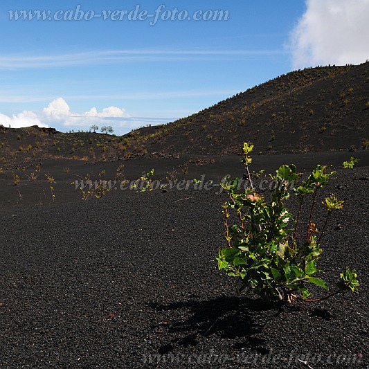 Fogo : Ch das Caldeira Monte Lorna : apple tree in volcano ashes : Landscape AgricultureCabo Verde Foto Gallery