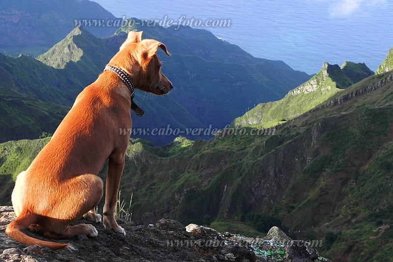 Santo Anto : Pico da Cruz Lombo Carrosco : dog : Nature AnimalsCabo Verde Foto Gallery