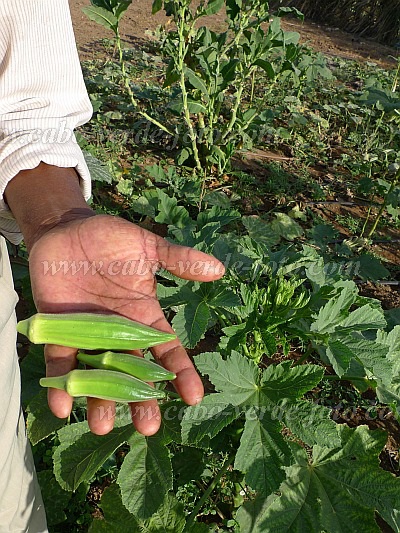 So Vicente : Ra de Vinha : plantas de Abidjan para preparar pratos africanos : Technology AgricultureCabo Verde Foto Gallery