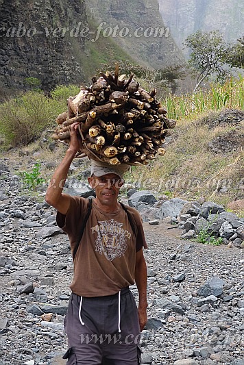 Santo Anto : R de Neve : peasant carying fire wood : People WorkCabo Verde Foto Gallery