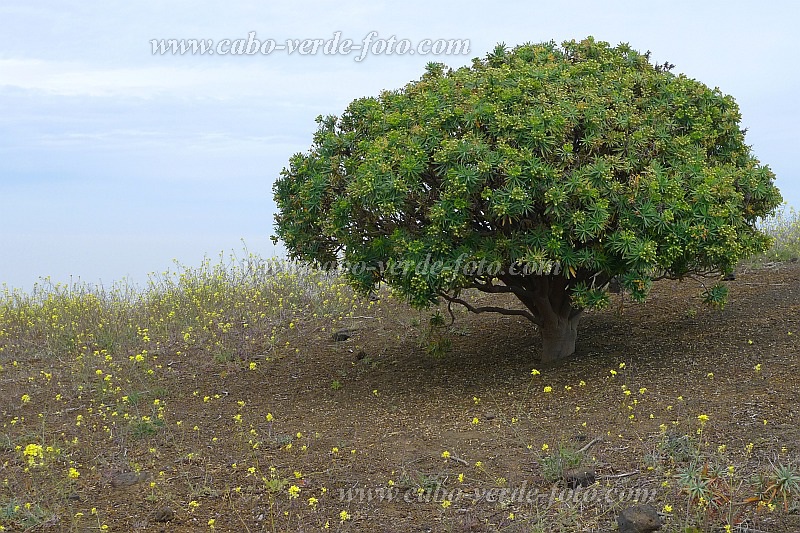 Santo Anto : Norte Pia : Cape Verde Euphorbia : Nature PlantsCabo Verde Foto Gallery