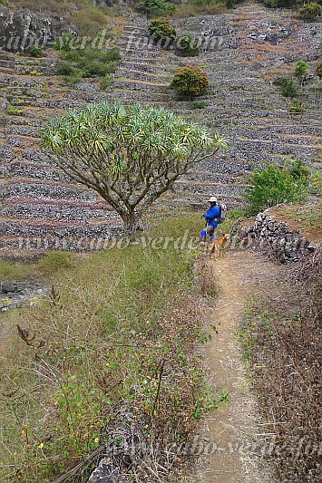 Insel: Santo Anto  Wanderweg:  Ort: R das Burna Motiv: Drachenbaum Motivgruppe: Nature Plants © Pitt Reitmaier www.Cabo-Verde-Foto.com
