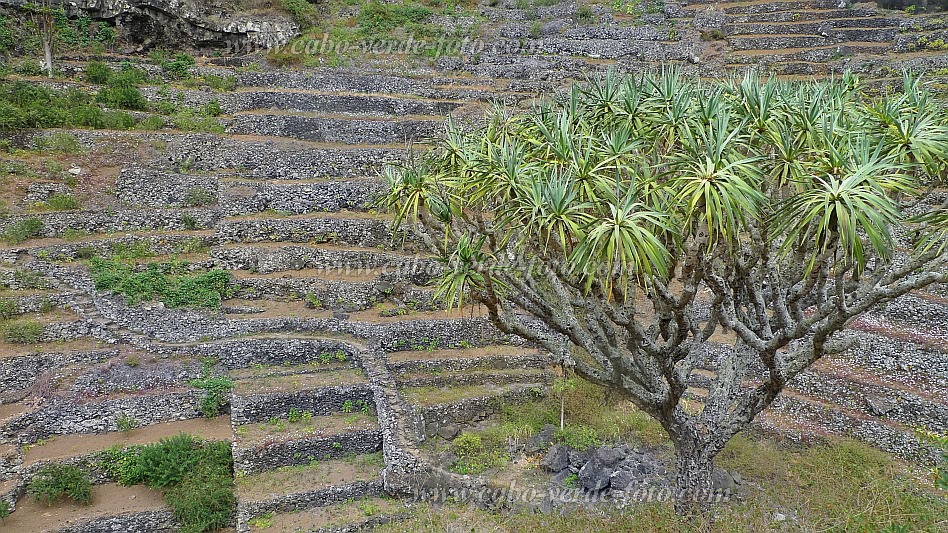 Santo Anto : R das Burna : dragon tree : Nature PlantsCabo Verde Foto Gallery