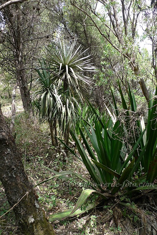 So Nicolau : Monte Gordo : dragon tree in forest : Nature PlantsCabo Verde Foto Gallery