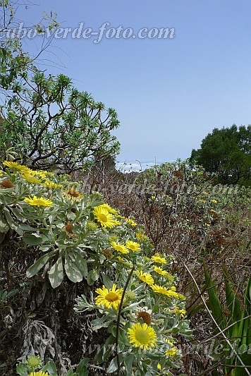 Insel: So Nicolau  Wanderweg:  Ort: Monte Gordo Motiv: Macela di Gordo Motivgruppe: Nature Plants © Pitt Reitmaier www.Cabo-Verde-Foto.com