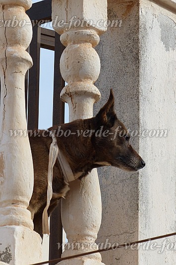 So Nicolau : Preguica : dog : Nature AnimalsCabo Verde Foto Gallery