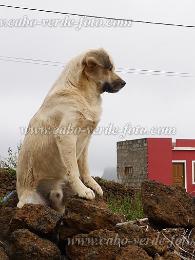 So Nicolau : Cachaco : dog : Nature AnimalsCabo Verde Foto Gallery